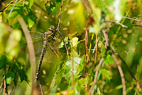 	A7007	 dlo stinov (Aeshna juncea)