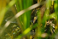 	A7011	 dlo stinov (Aeshna juncea)