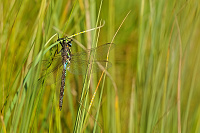 	A7077	 dlo stinov (Aeshna juncea)