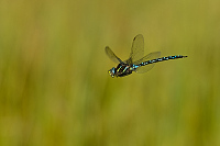 d2833. dlo stinov (Aeshna juncea)