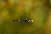 d3121. dlo stinov (Aeshna juncea)
