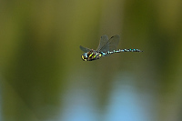 f3169. dlo stinov (Aeshna juncea)