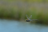 c5173 dlo tmav (Anax parthenope)