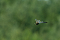c5189 dlo tmav (Anax parthenope)