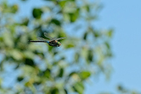 c5206 dlo tmav (Anax parthenope)