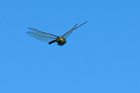 c5256 dlo tmav (Anax parthenope)