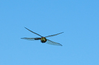 c5271 dlo tmav (Anax parthenope)