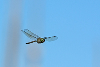 c5287 dlo tmav (Anax parthenope)
