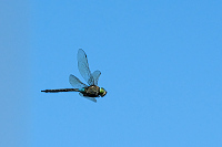 c5297 dlo tmav (Anax parthenope)