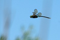 c5638 dlo tmav (Anax parthenope)