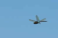 c5645 dlo tmav (Anax parthenope)