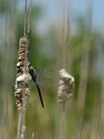 c5649 dlo tmav (Anax parthenope)