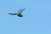 c5974 dlo tmav (Anax parthenope)