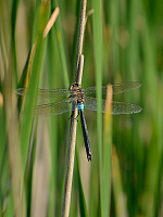 c6003 dlo tmav (Anax parthenope)