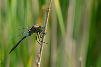 c6009 dlo tmav (Anax parthenope)