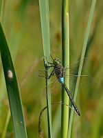 f2240. dlo tmav (Anax parthenope)