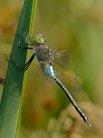 f2300. dlo tmav (Anax parthenope)