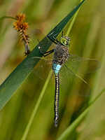 f2337. dlo tmav (Anax parthenope)