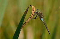 f2361. dlo tmav (Anax parthenope)