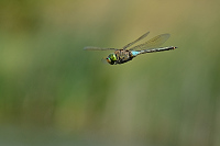 f3402. dlo tmav (Anax parthenope)