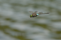 f3409. dlo tmav (Anax parthenope)