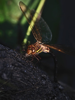 	5838.	 dlo velk (Aeshna grandis)
