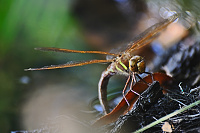 	5917.	 dlo velk (Aeshna grandis)