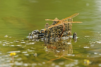 	A4627	 dlo velk (Aeshna grandis)