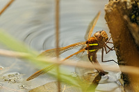 	A4677	 dlo velk (Aeshna grandis)