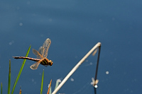 b6800 dlo velk (Aeshna grandis)