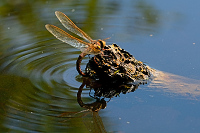 b6827 dlo velk (Aeshna grandis)