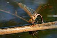 b6865 dlo velk (Aeshna grandis)