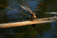 b6866 dlo velk (Aeshna grandis)