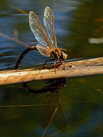 b6870 dlo velk (Aeshna grandis)