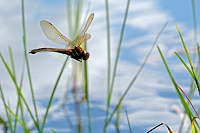 b6892 dlo velk (Aeshna grandis)