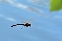 b6894 dlo velk (Aeshna grandis)