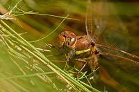 b6911 dlo velk (Aeshna grandis)