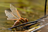 b7038 dlo velk (Aeshna grandis)
