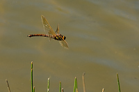 d3362. dlo velk (Aeshna grandis)