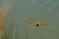 d3698. dlo velk (Aeshna grandis)