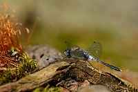 c7992 V�ka b�lo�st� (Leucorrhinia albifrons)