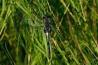 c8004 V�ka b�lo�st� (Leucorrhinia albifrons)