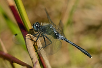 c8019 V�ka b�lo�st� (Leucorrhinia albifrons)