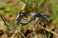 c8120 V�ka b�lo�st� (Leucorrhinia albifrons)