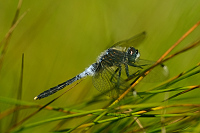 c8161 V�ka b�lo�st� (Leucorrhinia albifrons)