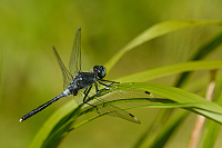 Vka blost (Leucorrhinia albifrons)