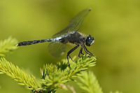 g2007. V�ka b�lo�st� (Leucorrhinia albifrons)