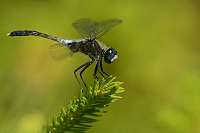 g2060. V�ka b�lo�st� (Leucorrhinia albifrons)