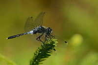 g2097. V�ka b�lo�st� (Leucorrhinia albifrons)