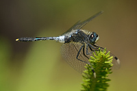 g2128. V�ka b�lo�st� (Leucorrhinia albifrons)